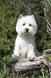 WESTIE 087